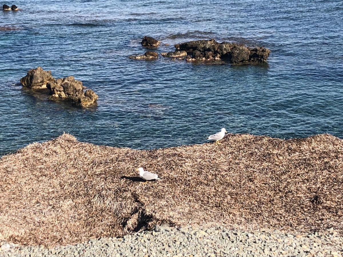 ホテル La Trancada タバルカ島 エクステリア 写真